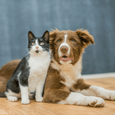 TPPC Cat & Dog